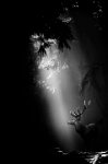 638 - FOREST ADVENTUREBW - JENSEN ROLAND - denmark <div